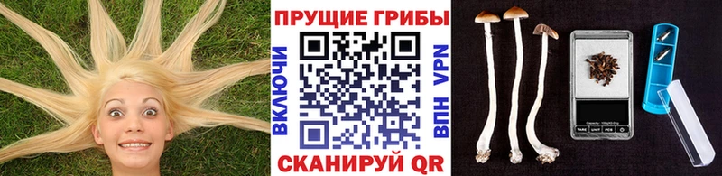 darknet официальный сайт  Тотьма  Псилоцибиновые грибы Psilocybine cubensis  OMG ссылка 