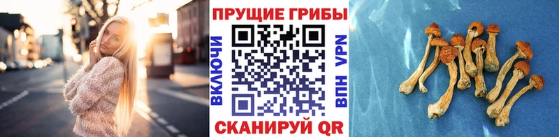 Псилоцибиновые грибы Psilocybine cubensis Тотьма